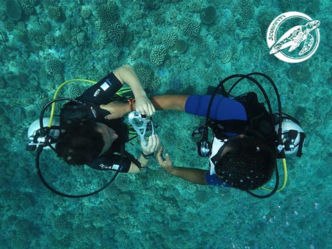 Scubapiti Moorea - SSI Open Water Diver - (4 Days)