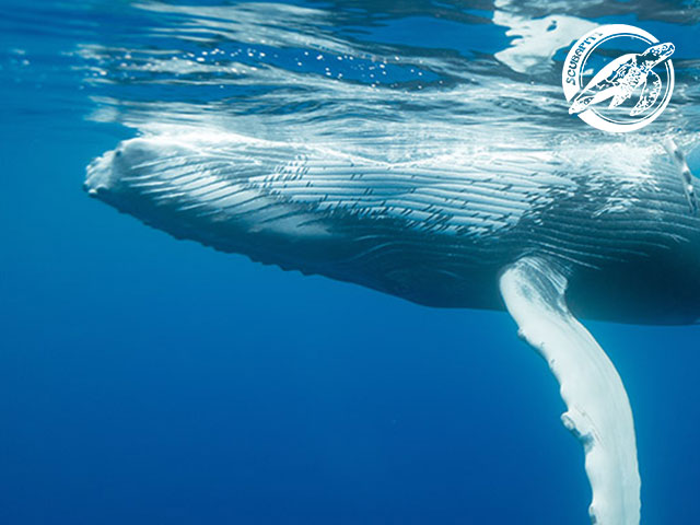 Scubapiti Moorea - Whales Excursions