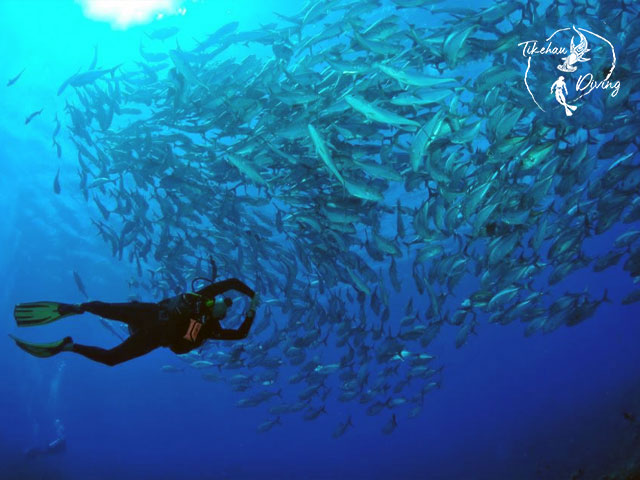 Tikehau Diving - Fun Dives
