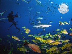 Nemoz Diving - Plongées Explo | Plongées Plaisir | eDivingPass