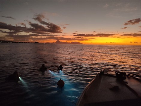 Tahiti Plongee Passion - Plongées de nuit | Plongées Plaisir | eDivingPass