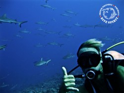 Dive Spirit Fakarava - Fun Dives - Diving Day Trip South Pass | Fun Dives | eDivingPass