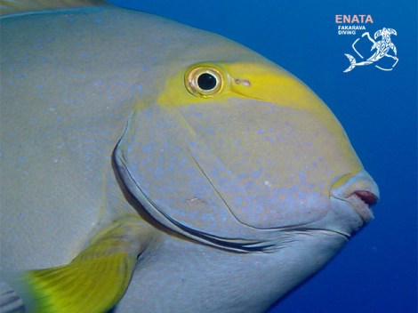 Enata Fakarava Diving - SSI Open Water Diver - (3 Jours) | SSI Certifications | eDivingPass