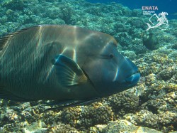 Enata Fakarava Diving - Refresh dives | Refresh Dives | eDivingPass