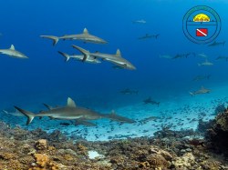 Tetamanu Diving - Fun Dives | Fun Dives | eDivingPass