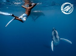 Scubapiti Moorea - Excursions Baleines | Dauphins et Baleines en Excursions | eDivingPass