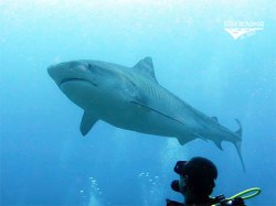 Ecole Plongee Tahiti - SSI Shark Ecology - (1 Day) | eDivingPass