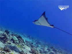 Ecole Plongee Tahiti - SSI Drift Diving - (1 Day) | SSI Specialties | eDivingPass