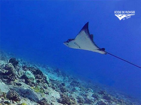 Ecole Plongee Tahiti - SSI Drift Diving - (1 Day) | SSI Specialties | eDivingPass