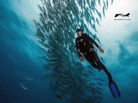 Mokarran Diving - Plongées Explo | Plongées Plaisir | eDivingPass
