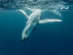 Mokarran Diving - Excursions Baleines | Dauphins et Baleines en Excursions | eDivingPass