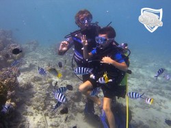 Te Mara Nui Plongee - Discovery dives | Discovery Dives | eDivingPass