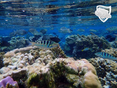 Te Mara Nui Plongee - PRIVE Snorkeling | Snorkeling en Privé | eDivingPass