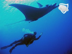 Te Mara Nui Plongee - 2 Fun Dives and Motus - 1 day | Exploration Dives | eDivingPass