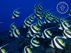 Rangiroa Diving Center - Discovery dives | Discovery Dives | eDivingPass
