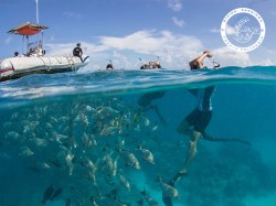 The 6 Passengers - Snorkeling | VAT CH 7.7% | eDivingPass