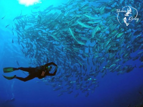 Tikehau Diving - Fun Dives | Exploration Dives | eDivingPass