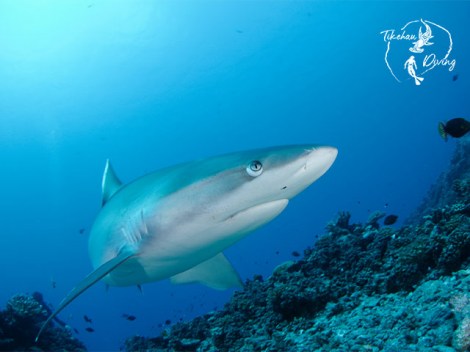 Tikehau Diving - Fun Dives Sunset | Fun Dives+ | eDivingPass
