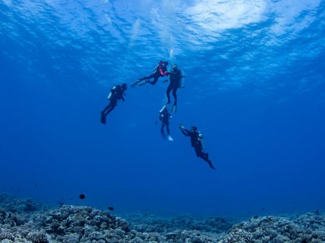 Bora Diving Center - Discovery dives | Discovery Dives | eDivingPass