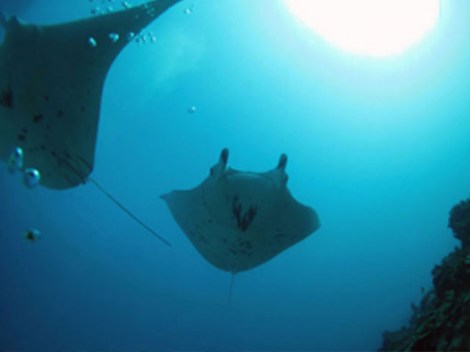 Bora Diving Center - Plongées Explo | Exclusivités | eDivingPass