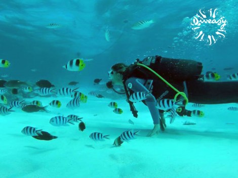 Diveasy Bora-Bora - Refresh dives | Refresh Dives | eDivingPass