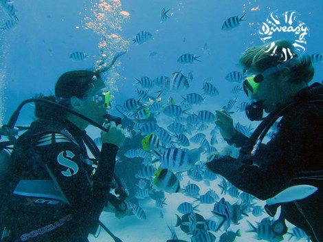 Diveasy Bora-Bora - Discovery dives | Discovery Dives | eDivingPass