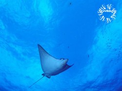 Diveasy Bora-Bora - PADI Scuba Diver - (2 Jours) | PADI Certifications | eDivingPass