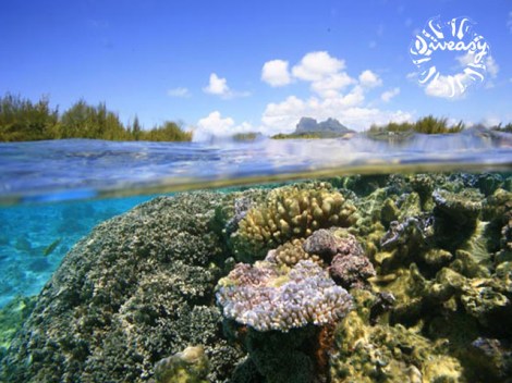 Diveasy Bora-Bora - PADI Coral Reef Conservation Diver - (1 Day) | PADI Specialties | eDivingPass