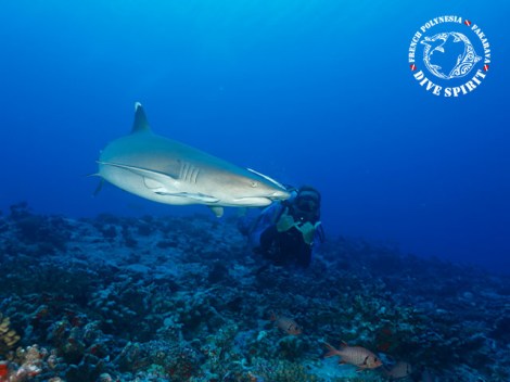 Dive Spirit Fakarava - Fun Dives - Diving Day Trip in Toau | Fun Dives+ | eDivingPass