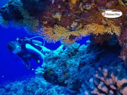 Mahana Dive - Fun Dives | Fun Dives | eDivingPass