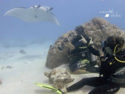 Maupiti Diving - Fun Dives | Fun Dives | eDivingPass