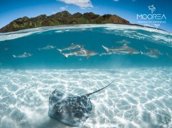Moorea Underwater Experience - PRIVATE Snorkeling & Photos Sunset - 2h 1-5 persons | Snorkeling on Private | eDivingPass