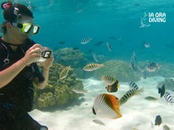 Ia Ora Diving - Snorkeling | Snorkeling in Excursions | eDivingPass