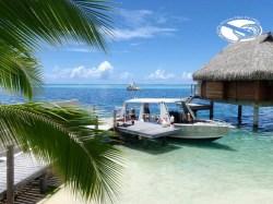 Moorea Blue Diving - PRIVATE Fun Dives - afternoon, 1-6 persons | eDivingPass