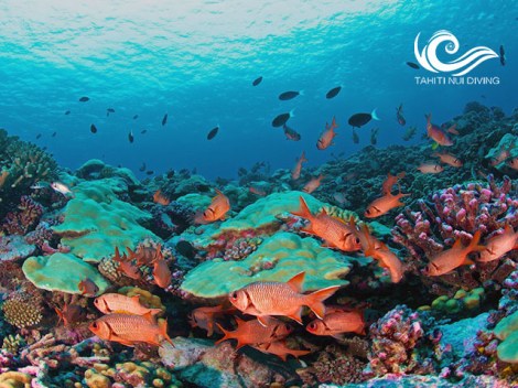 Tahiti Nui Diving - SSI Open Water Diver - (4 Days) | SSI Certifications | eDivingPass