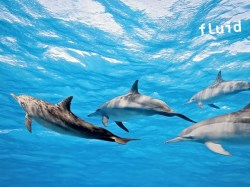 Fluid Tahiti - Excursions Dauphins | Dauphins et Baleines en Excursions | eDivingPass
