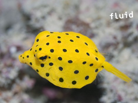Fluid Tahiti - Discovery dives | Discovery Dives | eDivingPass