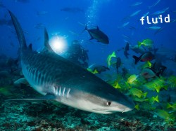 Fluid Tahiti - Fun Dives | Fun Dives | eDivingPass