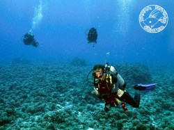 Tahaa Diving - Plongées Explo | Plongées Plaisir | eDivingPass