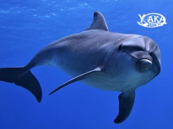 Yaka Plongée - PRIVE Snorkeling - 1-6 personnes | Snorkeling en Privé | eDivingPass