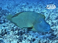 Yaka Plongee - Snorkeling | VAT CH 7.7% | eDivingPass