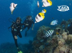 Yaka Plongee - Discovery dives | Discovery Dives | eDivingPass