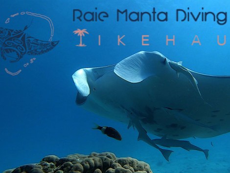 Raie Manta Diving Tikehau - Plongées Explo | Plongées Plaisir | eDivingPass