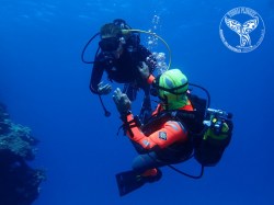 Tubuai Plongée - Discovery dives | Discovery Dives | eDivingPass