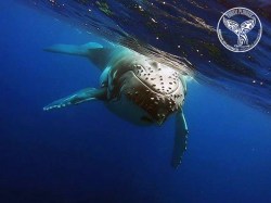 Tubuai Plongée - Excursions Baleines | Dauphins et Baleines en Excursions | eDivingPass